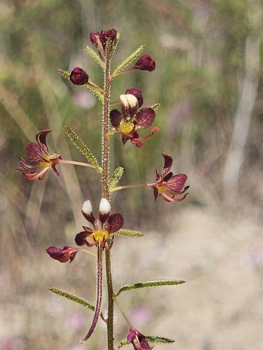 Cleome violacea, photograph 6