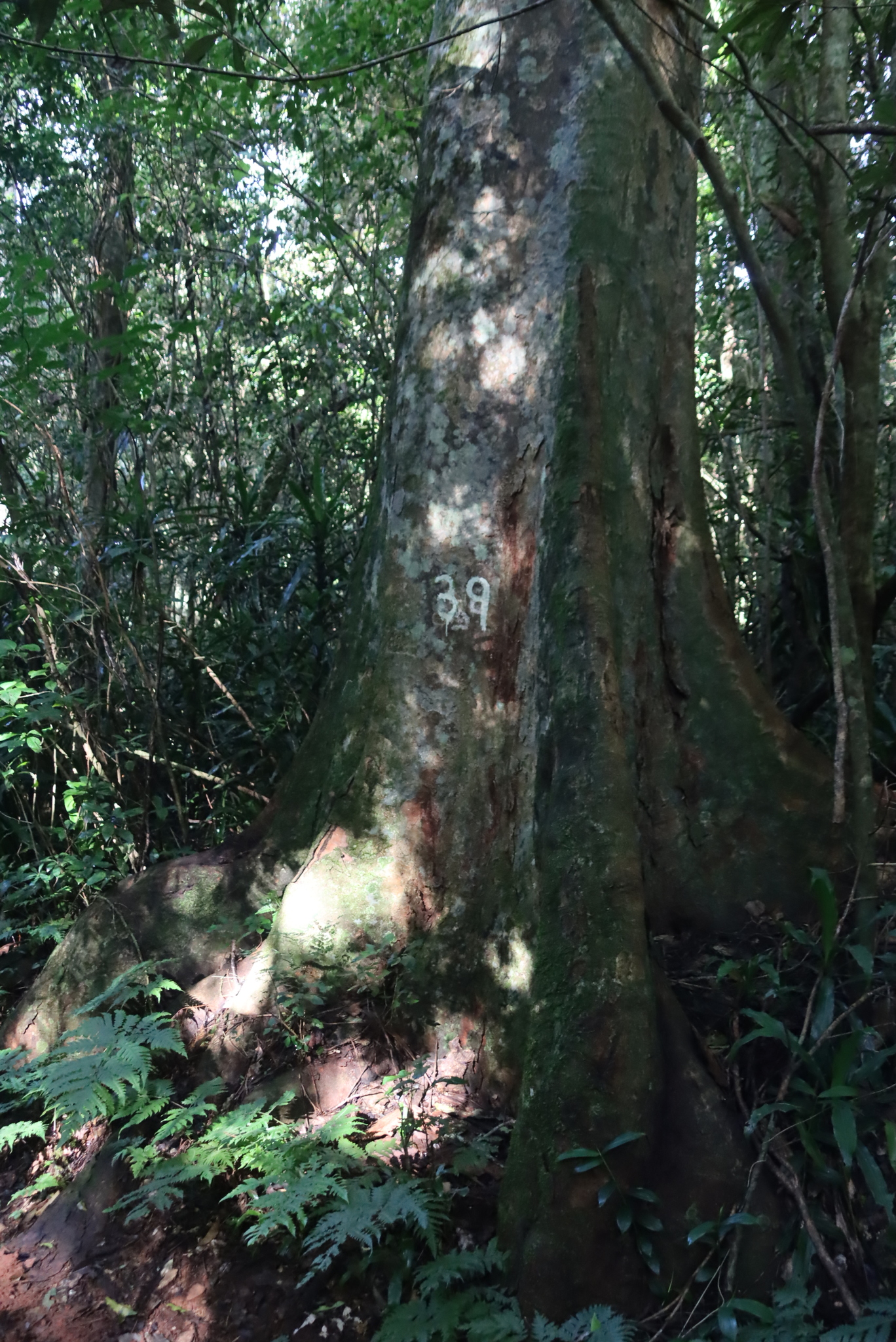 Brown Mahogany (Lovoa swynnertonii)