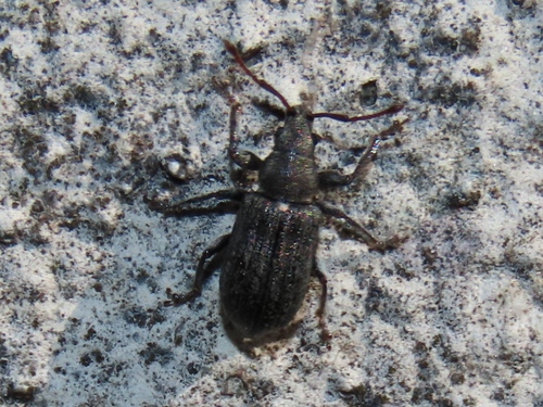 Common Leaf Weevil, Voorschoten, Nederland, photo 8 of 10