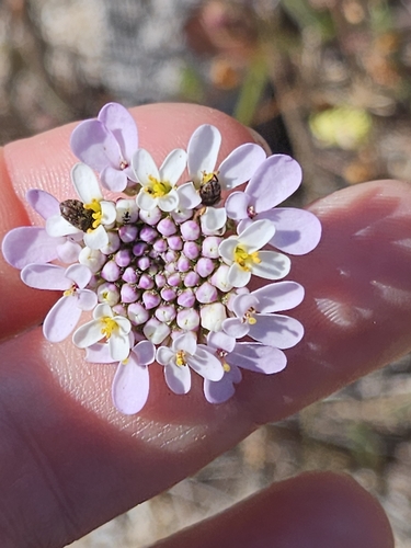 Iberis ciliata (Iberis ciliata)