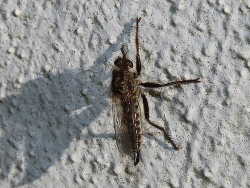 fan-bristled robberfly, Voorschoten, Nederland, photo 7 of 10