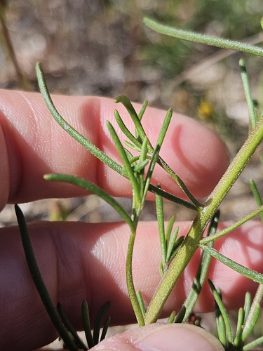 Iberis ciliata, photograph 2