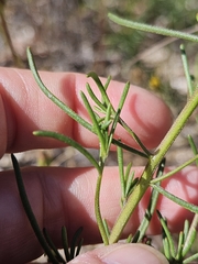 Iberis ciliata, photograph (c) Alessia Guggisberg, some rights reserved (CC BY-SA)