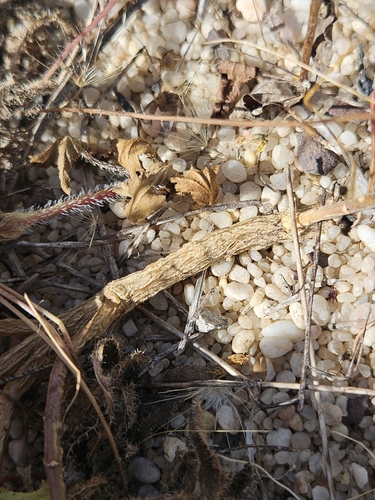 Iberis ciliata, photograph 3