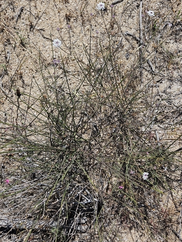 Iberis ciliata, photograph 4