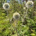 Echinops albidus - Photo (c) Michael D. Pirie, some rights reserved (CC BY), uploaded by Michael D. Pirie