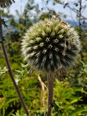 Echinops sphaerocephalus albidus