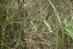 Spiranthes incurva