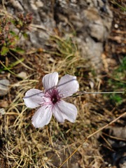 Linum tenuifolium