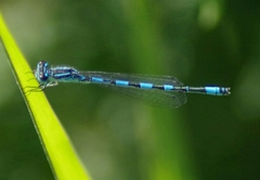 Coenagrion mercuriale