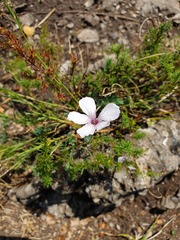 Linum tenuifolium
