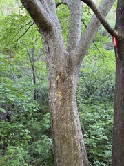 Ulmus lamellosa, photograph (c) Jane Charlen, some rights reserved (CC BY)
