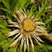 Carlina acanthifolia utzka - Photo (c) Michael D. Pirie,  זכויות יוצרים חלקיות (CC BY), הועלה על ידי Michael D. Pirie