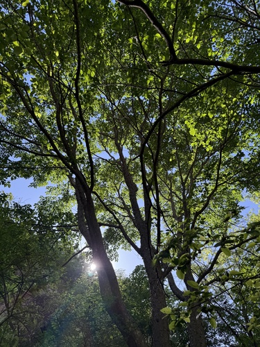 Ulmus lamellosa, photograph 3