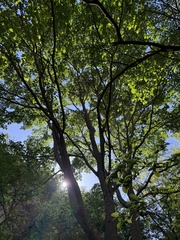 Ulmus lamellosa, photograph (c) Jane Charlen, some rights reserved (CC BY)