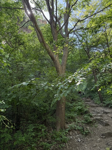 Ulmus lamellosa, photograph 4