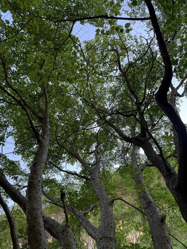 Ulmus lamellosa