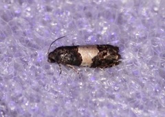 Epiblema glenni