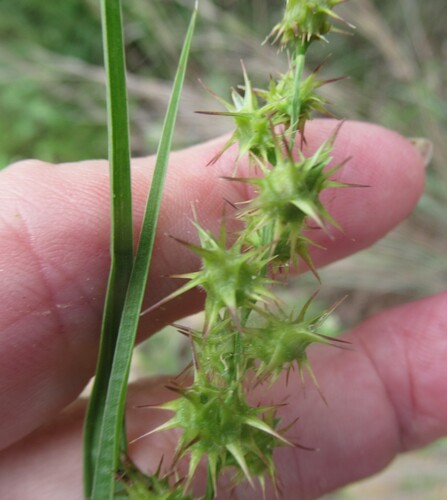 Coastal sandbur (Cenchrus spinifex)