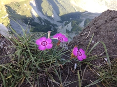 Dianthus caucaseus