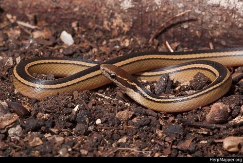 Faded Black-striped Snake