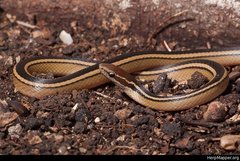 Coniophanes schmidti