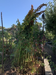 Chenopodium quinoa
