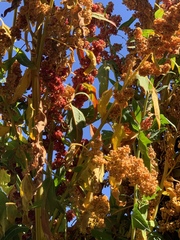 Chenopodium quinoa
