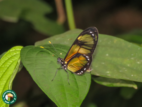 Callithomia lenea
