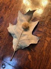 Callirhytis infuscata