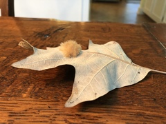 Callirhytis infuscata