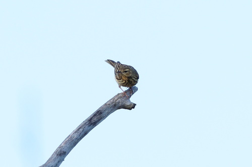 Bisbita arbóreo (Anthus trivialis)