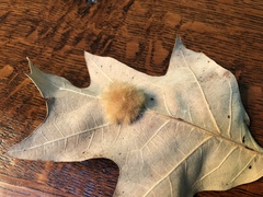 Callirhytis infuscata