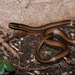 Tamaulipan Black-striped Snake - Photo (c) Chris Harrison, some rights reserved (CC BY-NC), uploaded by Chris Harrison