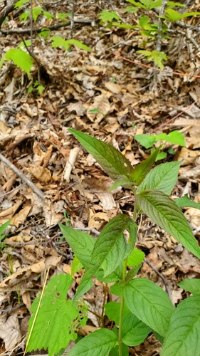 Image of Pycnanthemum montanum by (c) Sean Feirstein, some rights reserved (CC BY)