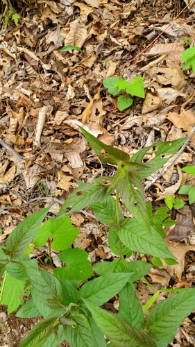 Image of Pycnanthemum montanum by (c) Sean Feirstein, some rights reserved (CC BY)