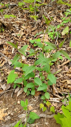 Image of Pycnanthemum montanum by (c) Sean Feirstein, some rights reserved (CC BY)
