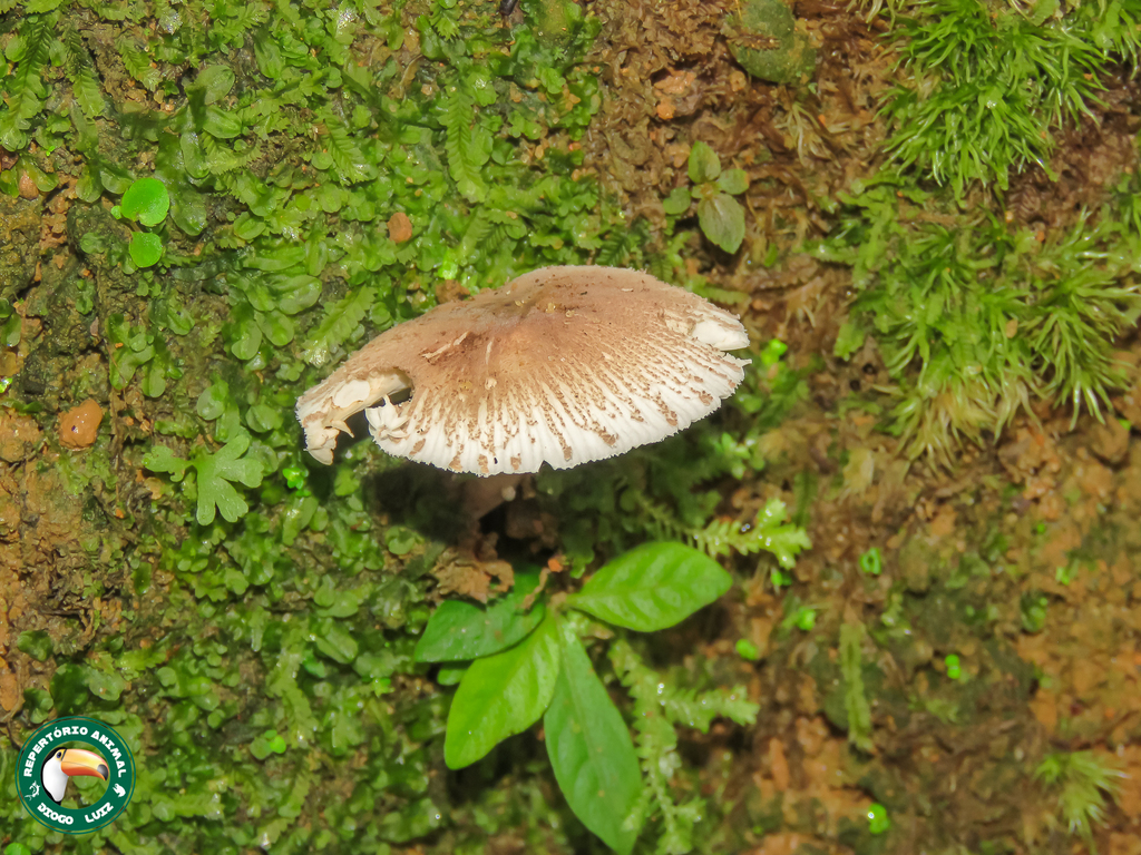 Chlorophyllum tenue · April 2025 · photo: © diogoluiz (iNaturalist, cc-by)