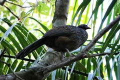 Penelope superciliaris