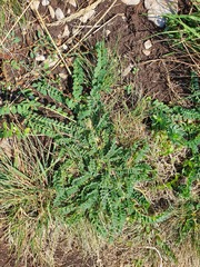 Astragalus depressus