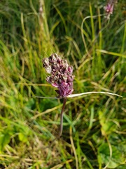 Allium carinatum pulchellum