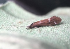 Athripsodes albifrons