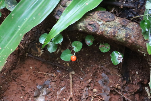 Image of Geophila herbacea by (c) Tony Rebelo, some rights reserved (CC BY-SA)