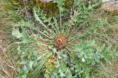 Carlina acanthifolia