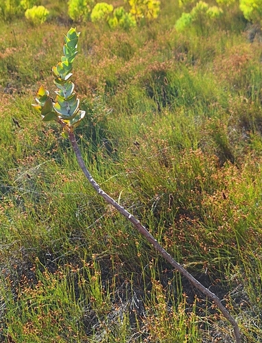 Image of Thesium euphorbioides by (c) Adele SL, some rights reserved (CC BY)