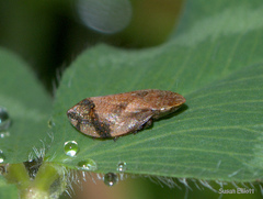 Lepyronia quadrangularis