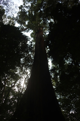 Khaya anthotheca, photograph 6