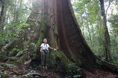 Khaya anthotheca, photograph (c) Tony Rebelo, some rights reserved (CC BY-SA)