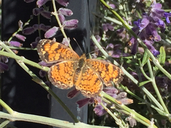 Phyciodes tharos riocolorado