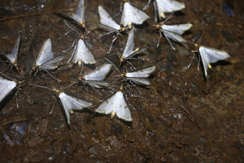 Palpita metallata